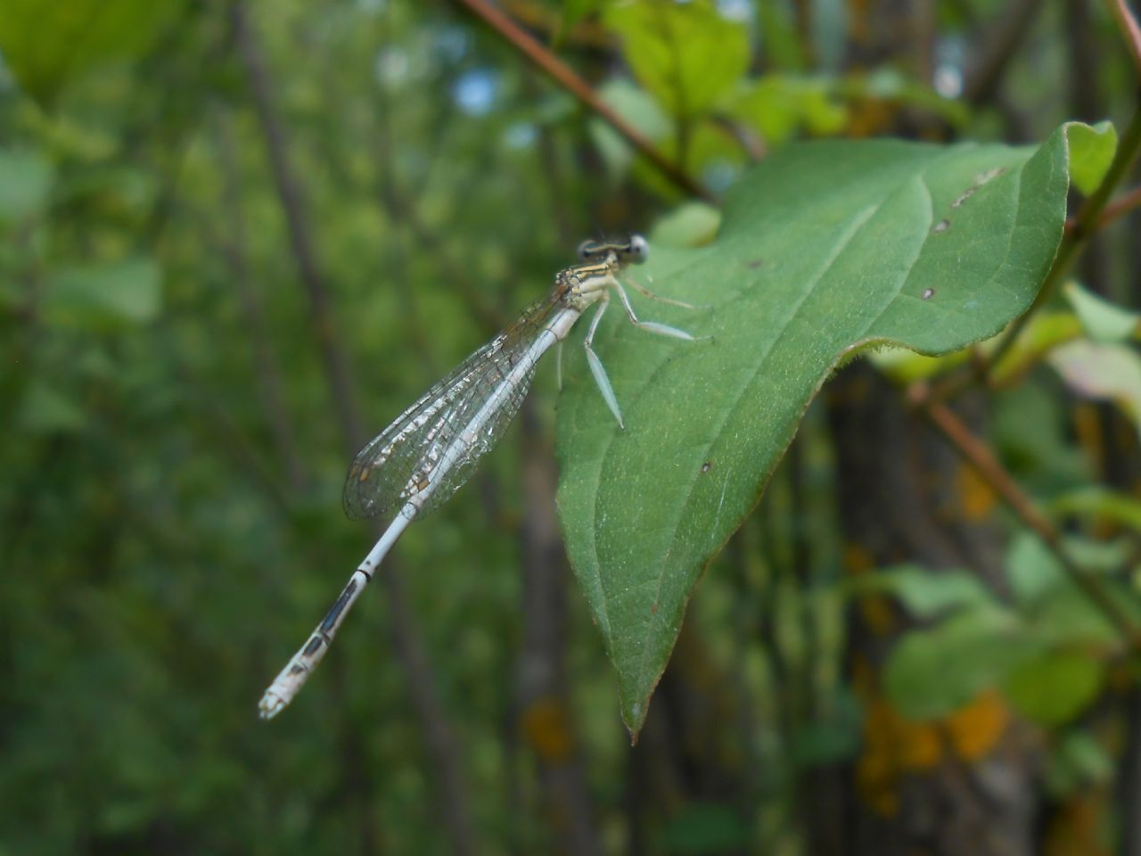 Platycnemis latipes nuova per l''Italia!!!